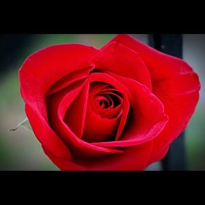 Meet your Posher, Kimber